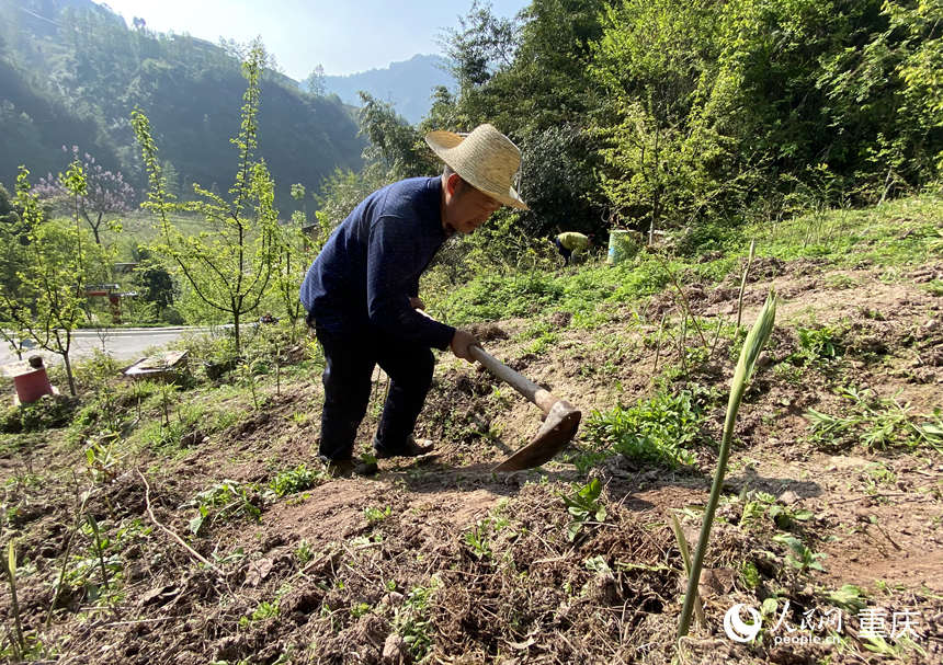 陳朋在黃精地里鋤草。人民網 劉政寧攝