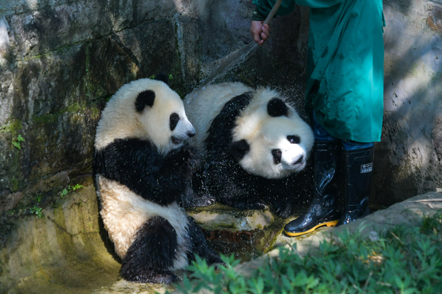 飼養員給大熊貓沖涼避暑。鄒樂攝