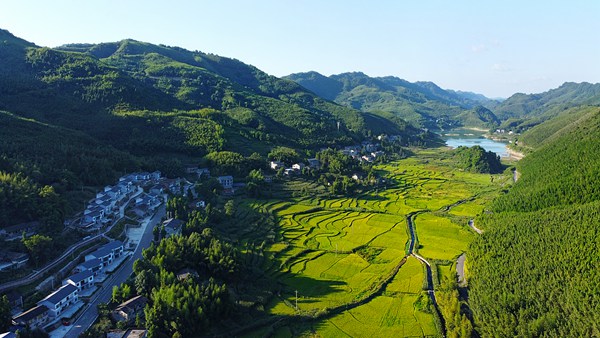 明月山·百里竹海，竹林連片。向成國攝