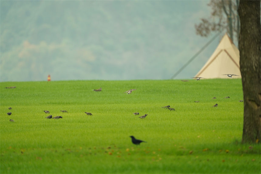 成群的候鳥和濕地美景相互輝映，形成了一道靚麗的風(fēng)景線。郭旭攝