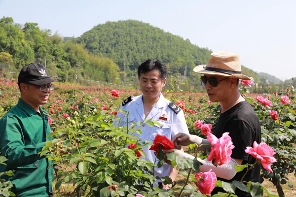 炎炎夏日，沙坪壩區稅務人員走訪花農，了解企業經營狀況，提供涉稅服務。陳賽亞攝