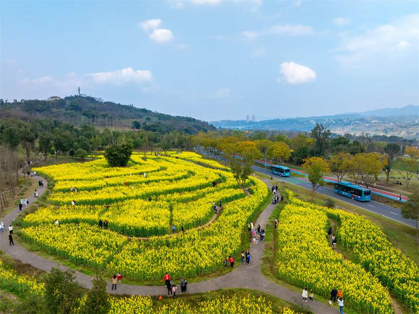 廣陽島油菜花田迎春綻放，吸引游客踏青打卡。郭旭攝