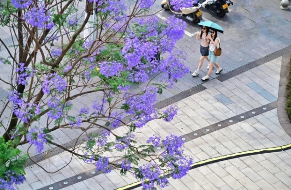 南濱路上藍(lán)花楹盛開。郭旭攝