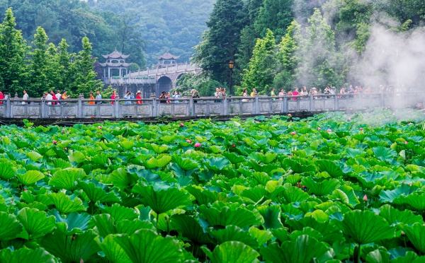 華巖旅游區賞荷花。九龍坡區文旅委供圖