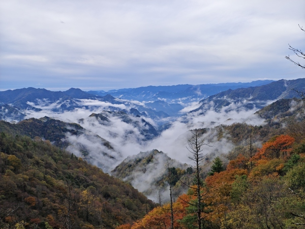 城口彩葉和云海構成美麗畫卷。城口縣文旅委供圖