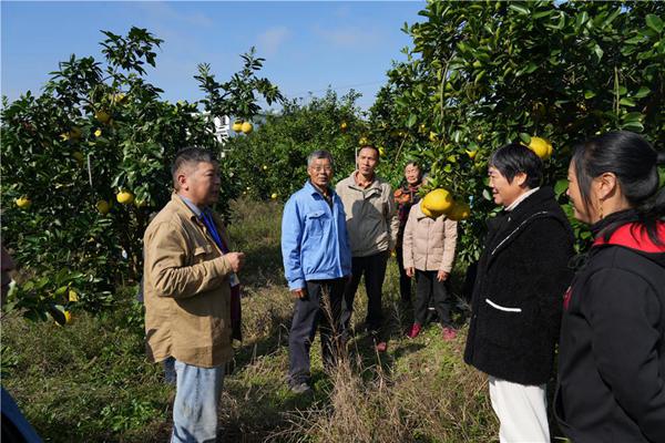 專家為柚農(nóng)開展柚樹管護技術(shù)指導。周旋攝