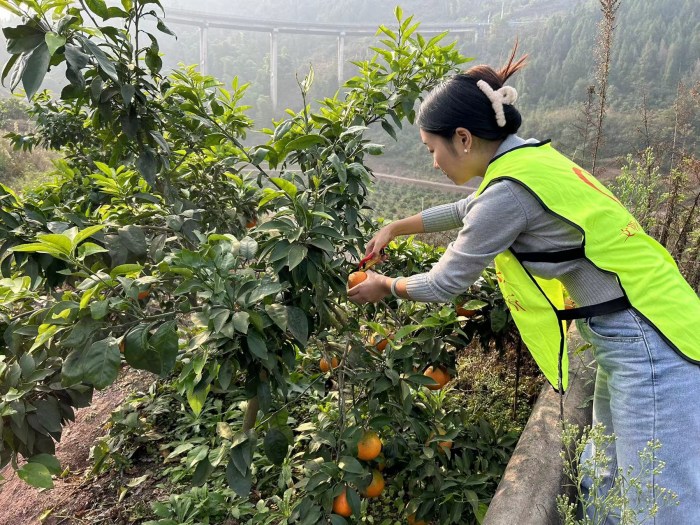 志愿者在采摘愛媛果凍橙。古路鎮供圖