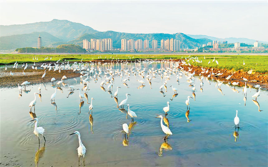 開州區漢豐湖國家濕地公園，優美的生態環境。（資料圖片）通訊員 王曉宇 攝視覺重慶