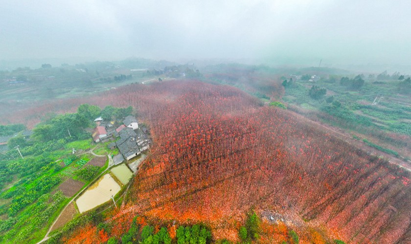 12月12日，合川區古樓鎮千余畝紅楓林赤紅如火，煙雨蒙蒙中，紅楓別有一番韻味。記者 齊嵐森 攝